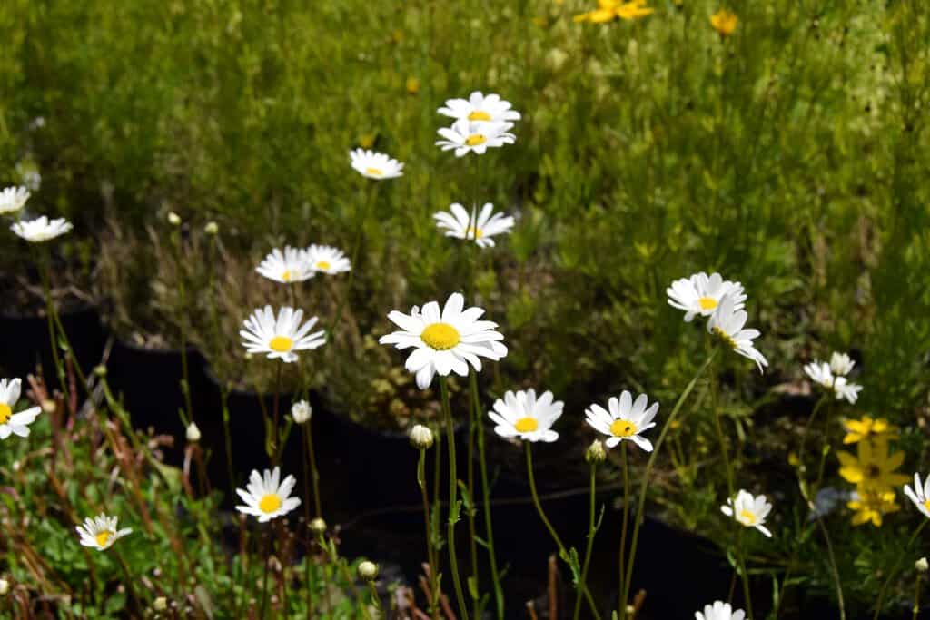 Leucanthemum vulgare ---